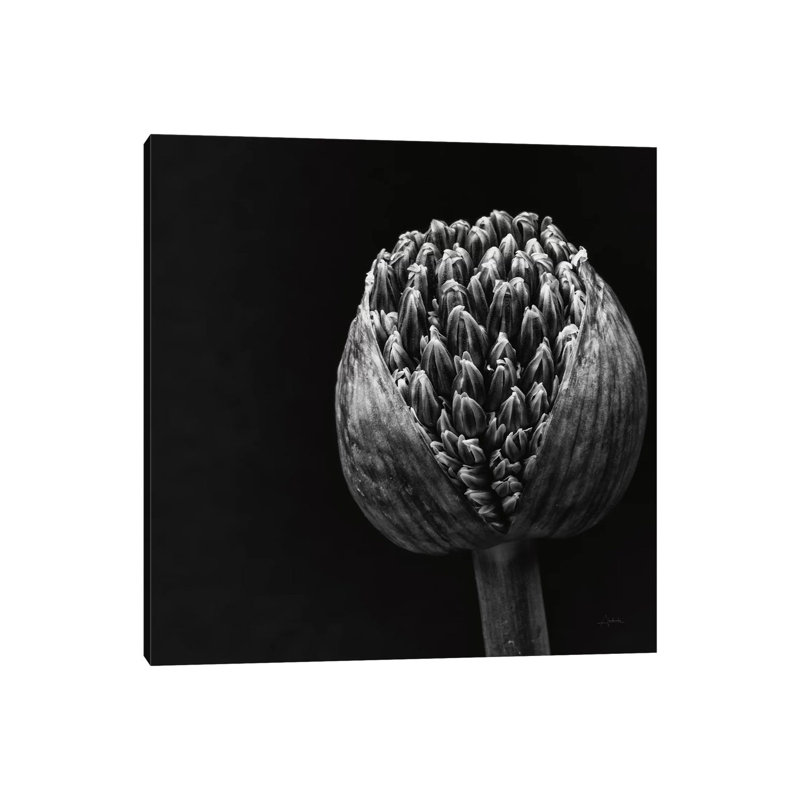 Allium II by Aledanda - Wrapped Canvas Print, 45.72 cm H x 45.72 cm W x 1.91 cm D