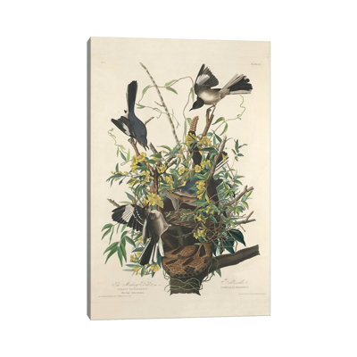 The Mocking Bird, 1827 by John Audubon - Painting on Canvas