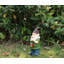 Canadian Gnome Smoking