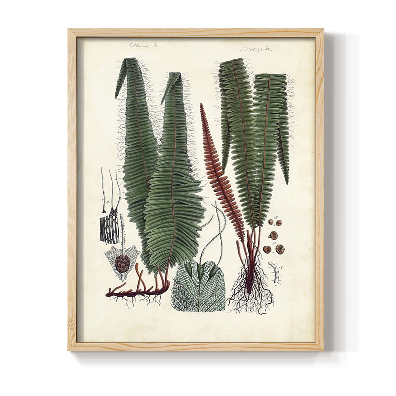 Collection de fougères V, reproduction encadrée - bois massif, H 11 po x l 9 po