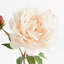 21-Inch Peony Stem-802925542