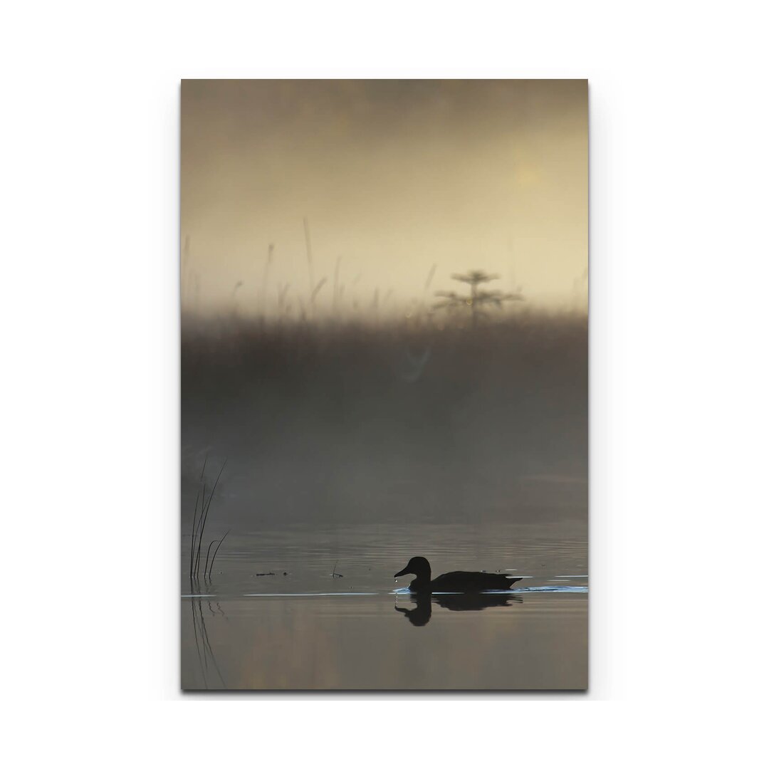 Leinwandbild Stockenten bei Nebel im Sonnenuntergang