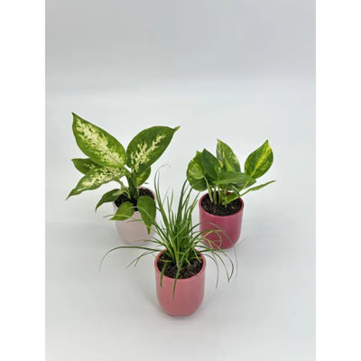 tropical plants