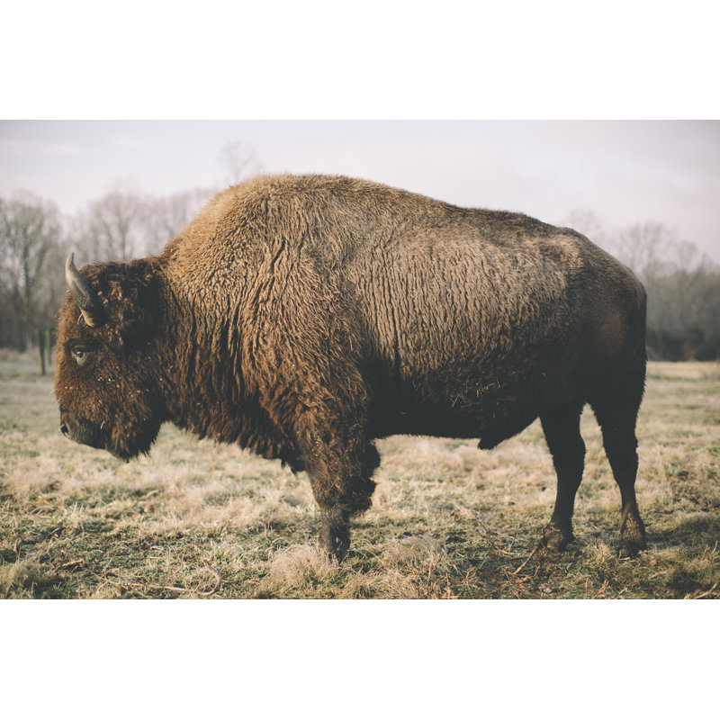 Solitary Bison V by Adam Mead - Photograph, 30 cm H x 46 cm W, Black Floater Framed