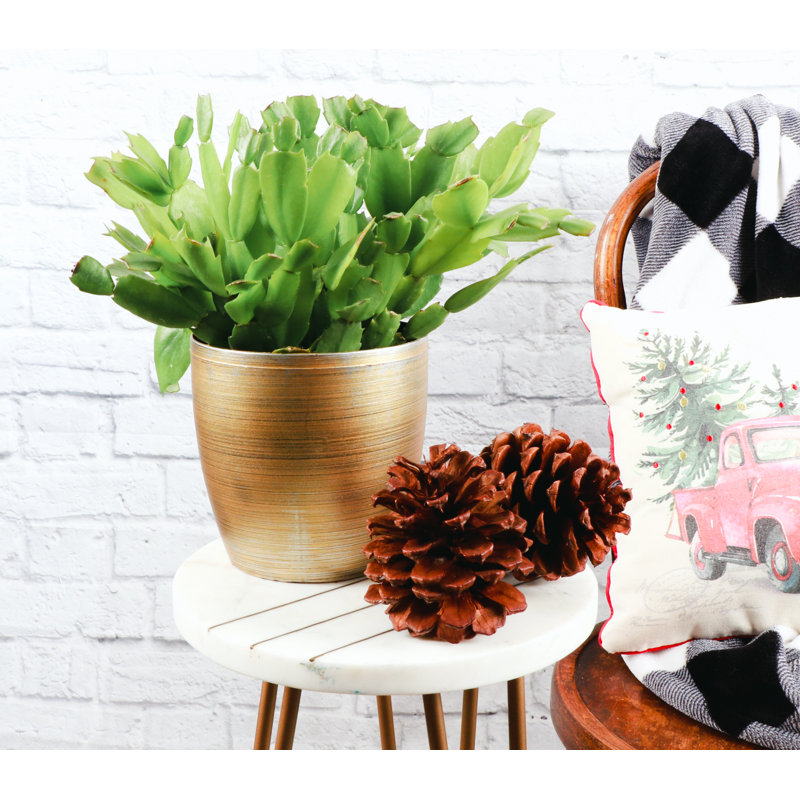 Live Holiday Cactus Plant in Gold Pot