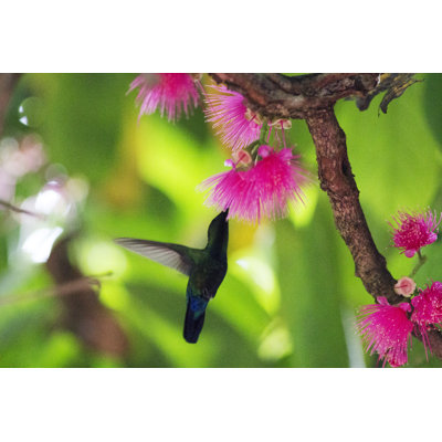 Hummingbird Collecting Nectar - Wrapped Canvas Print
