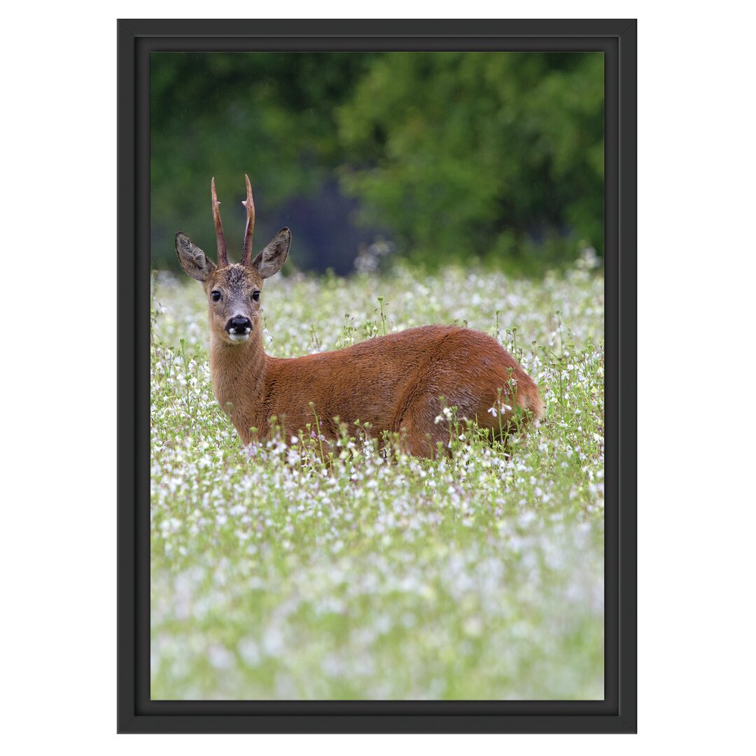 Gerahmtes Wandbild junger Hirsch auf Wildwiese