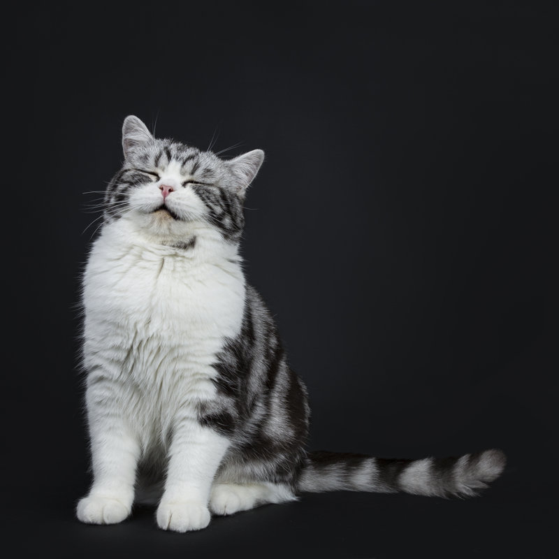 Flieger adorable chat sur toile, H 12 po x l 12 po x P 1,25 po
