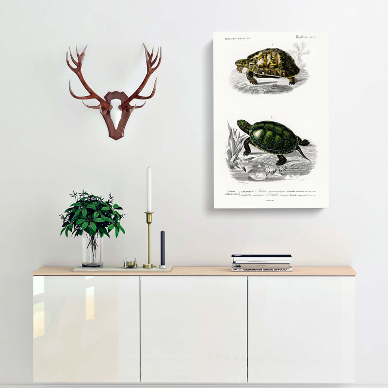 Tortoise & Turtle Illustrations PL. 1 by Charles D' Orbigny - Wrapped Canvas Painting, 50cm H x 35cm W x 3cm D