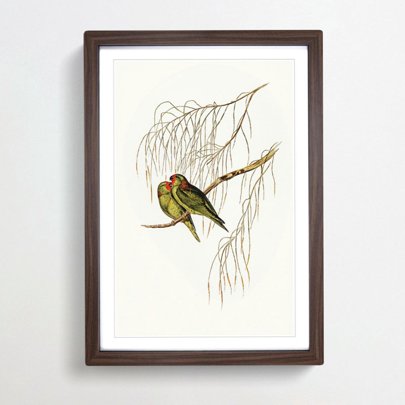 Little Lorikeets by Elizabeth Gould - Picture Frame Painting Print, 36cm H x 27cm W x 2cm D, Walnut Framed
