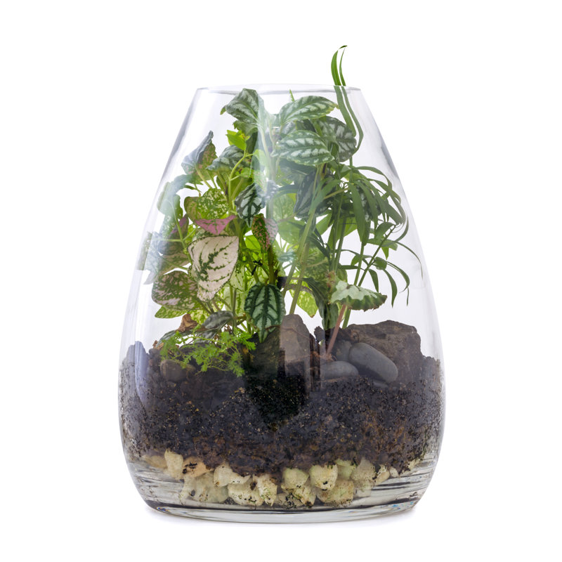 Terrarium Garden Isolated - Wrapped Canvas Print, 76cm H x 51cm W
