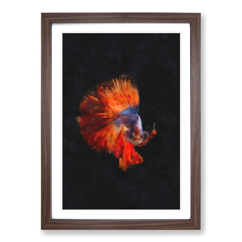 The Siamese Fighting Fish - Framed Print, 48cm H x 36cm W x 2cm D, Walnut Framed