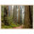 Redwood Forest Print Wall Art - Tall Trees Nature Poster - California Woodland Scenic Artwork - Giant Redwood Tree Landscape Print - Rustic Cabin Home Decor - Minimalist Forest Wall Art - Calm Nature Inspired Gift-1653148867