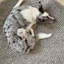 Area Rug-88358620-88358621