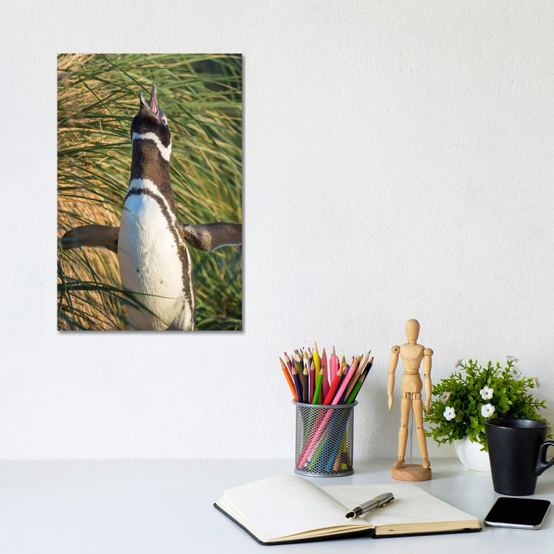 Magellanic Penguin, Falkland Islands. by Martin Zwick - Wrapped Canvas Print, 20.32 cm H x 30.48 cm W
