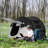 Pop Up tent-113854728