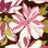 Wesco Larger Than Life Fabric