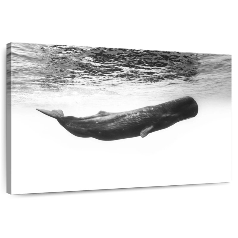Sperm Whale I, 24" H x 36" W