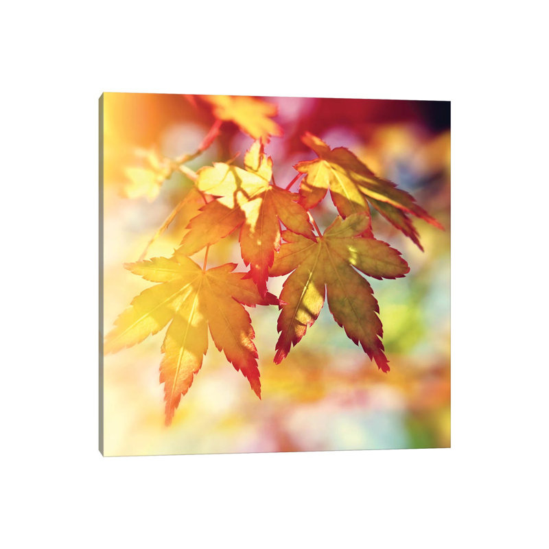 Autumn Sunshine - Wrapped Canvas Print, 30.48 cm H x 30.48 cm W