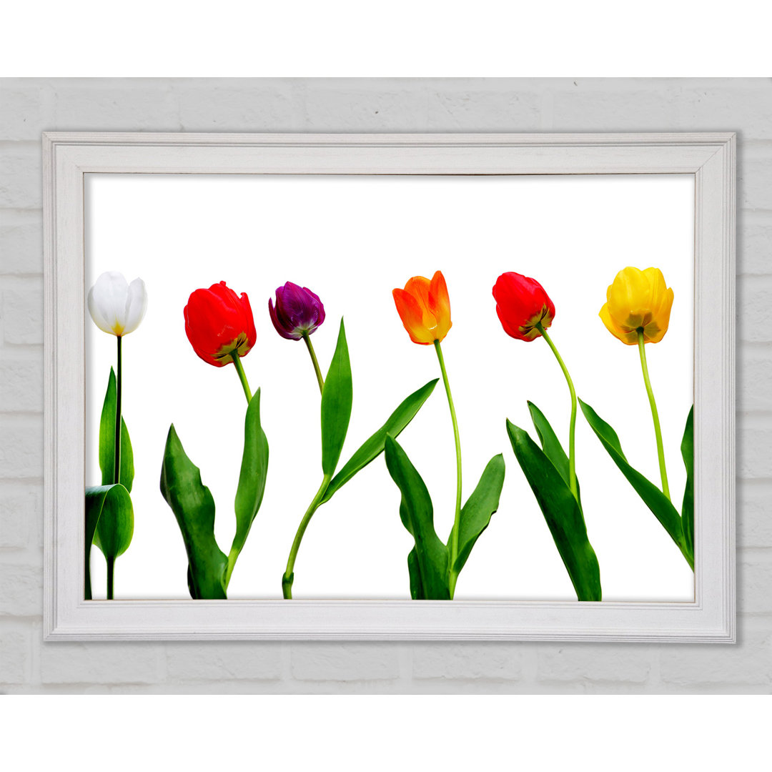 Farben der Tulpen Gerahmter Druck