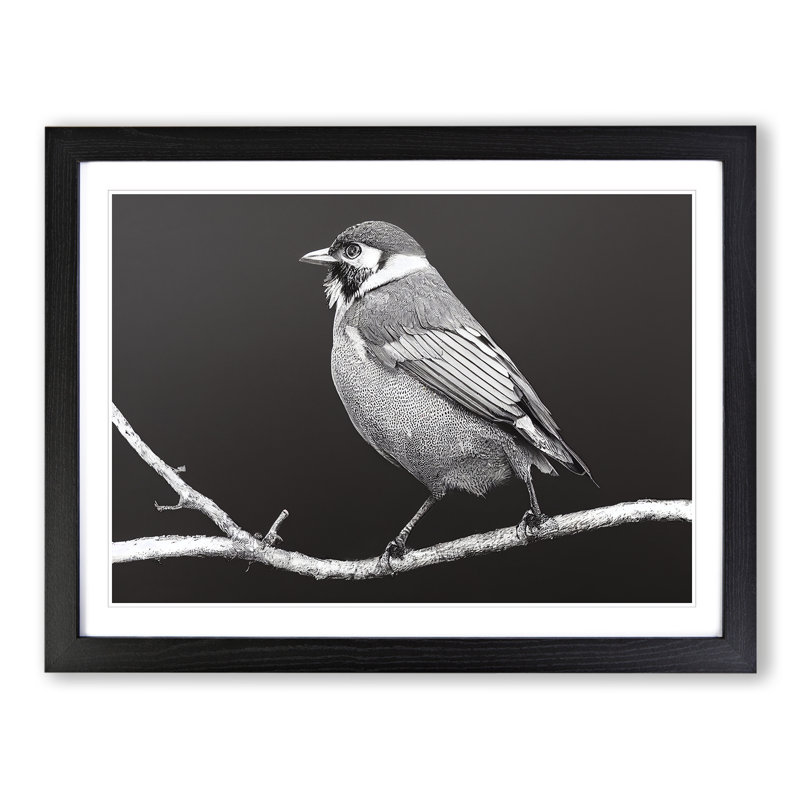 Attractive Bird - Single Picture Frame Print, 46cm H x 64cm W x 2cm D, Black