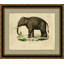 Elephas Indicas Print