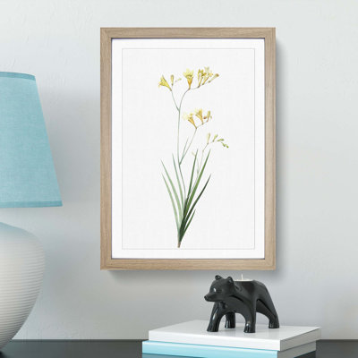 Freesia Flowers by Pierre-Joseph Redoute - Picture Frame Painting Print