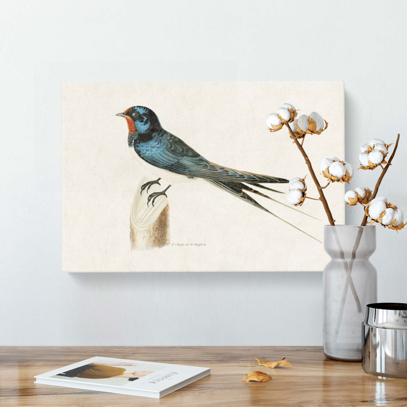 Male Barn Swallow by Von Wright - Wrapped Canvas, 35cm H x 50cm W x 3cm D
