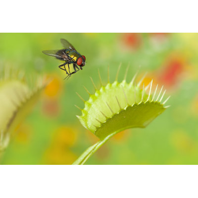 Fly Being Trapped By Venus Flytrap Plant by Grafissimo