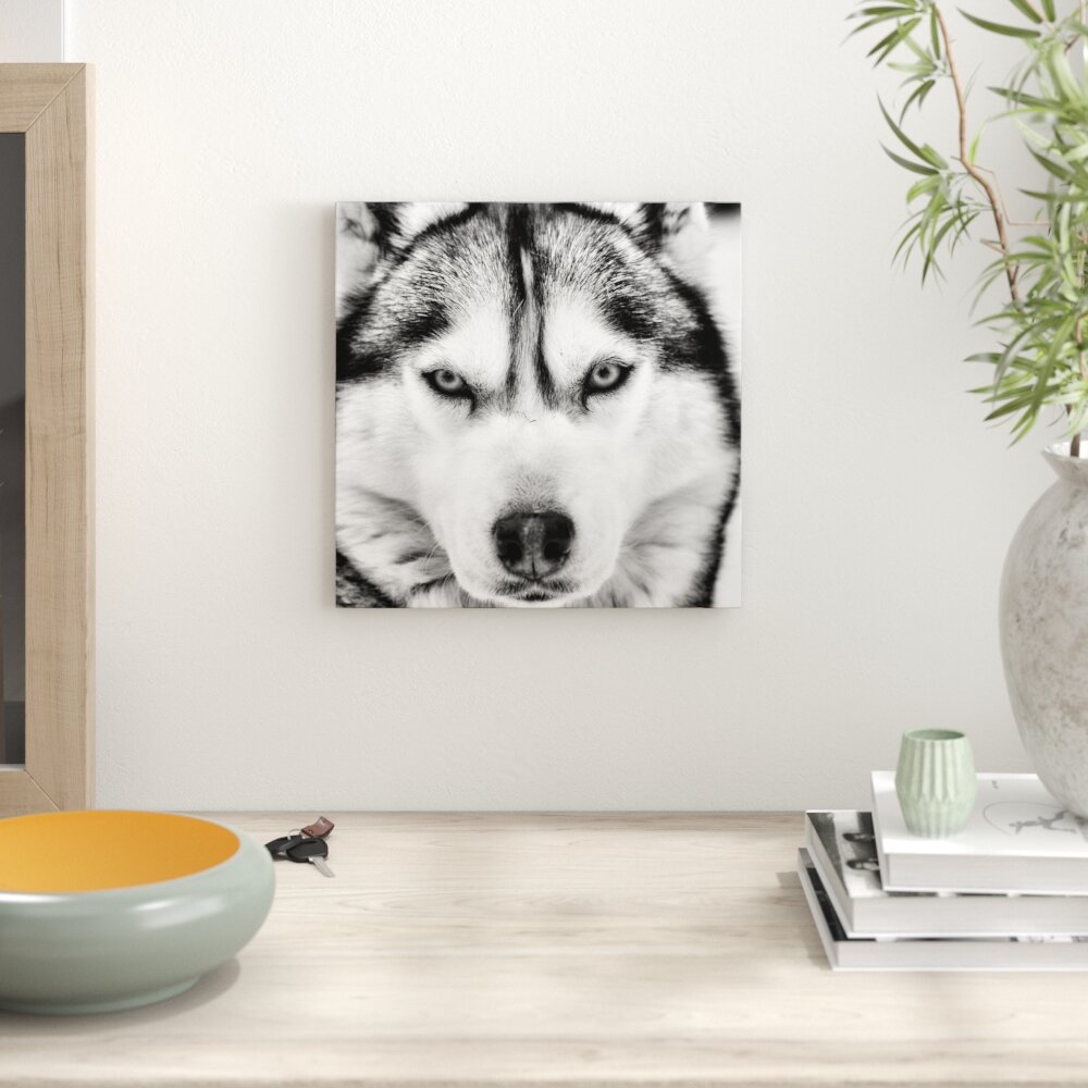 Leinwandbild Husky