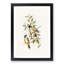 Buff-Sided Robins by Elizabeth Gould - Picture Frame Art Print-55512999-55512998