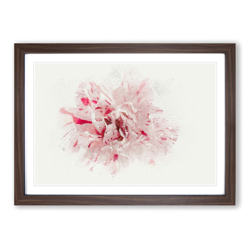Striking White and Pink Carnation in Abstract - Picture Frame Graphic Art Print, 36cm H x 48cm W x 2cm D, Walnut Framed