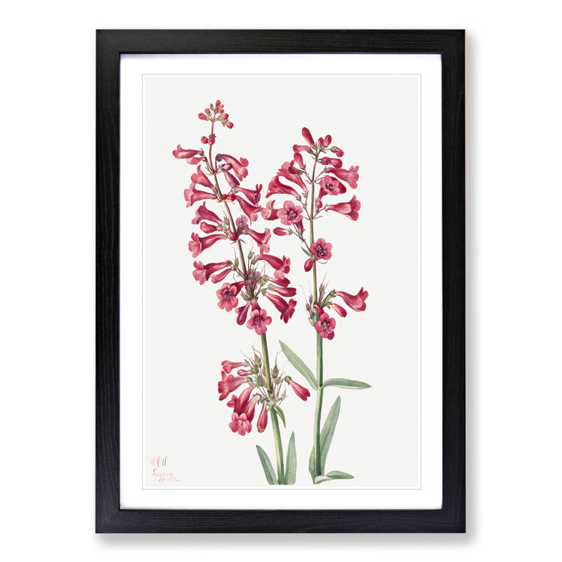 Parry's Penstemon by Mary Vaux Walcott - Picture Frame Painting, 48cm H x 36cm W x 2cm D, Black Framed