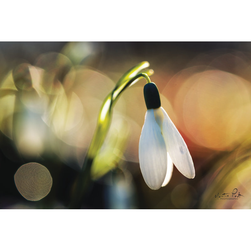 «Snowdrops III» par Martin Podt - Peinture, H 8 po x l 12 po, Non, Toile tendue