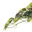 15 plantes-94734804