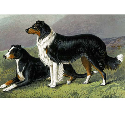« mouton dogs » par vero shaw, impression