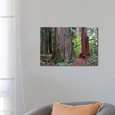 Western Red Cedar Grove of the Patriarchs 1 Piece Wrapped Canvas Wall Art