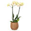 Cache-pot Everard-1313526137