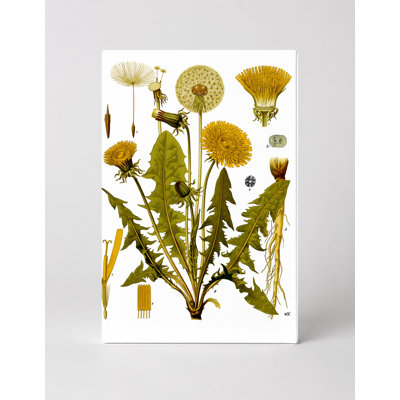 Pissenlit (Taraxacum agentinal), art botanique sur toile