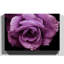Flower Purple Rose Photographic - Wrapped Canvas-19041293
