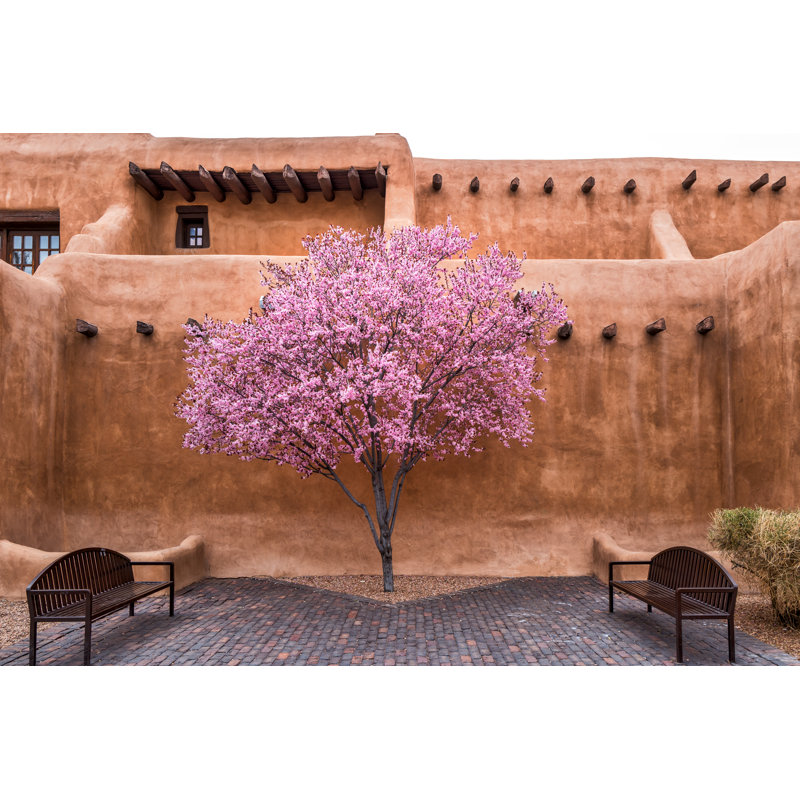 Flowering Tree In Courtyard by Don Miller - Wrapped Canvas Print, 30cm H x 46cm W x 3.8cm D