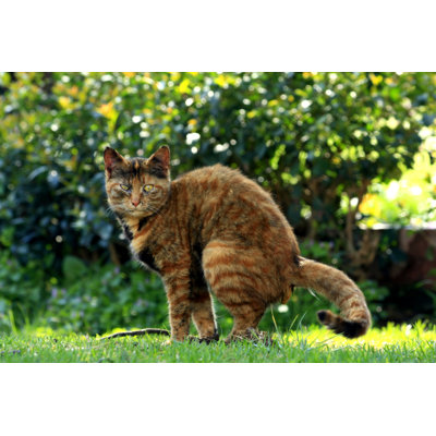 Brown Striped Cat by Handeyelke - Wrapped Canvas Print