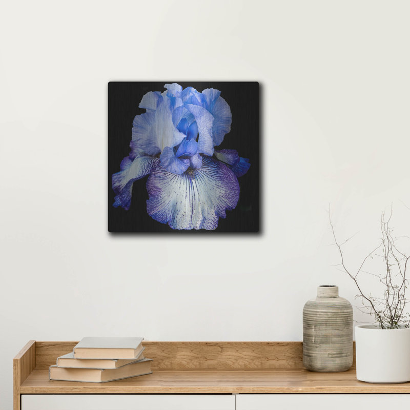" Ooh Iris " by Pamela Plummer, 12" H x 12" W
