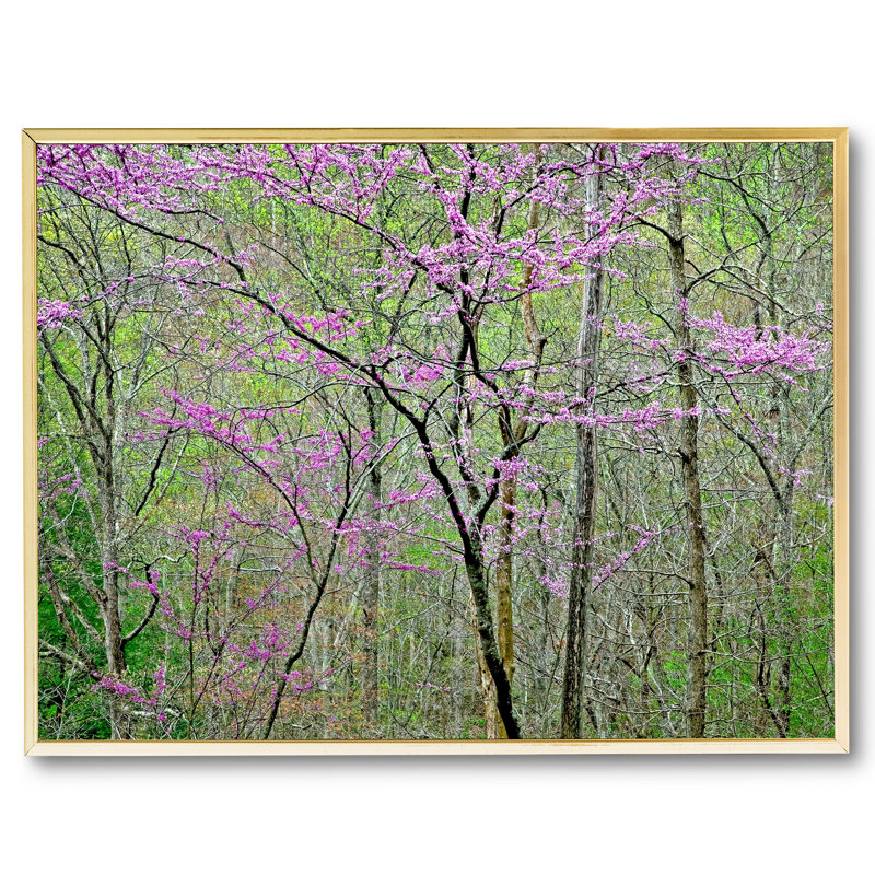 Blooming Redbud In Tennessee Forest Print by Bruce Heinemann, 38" H x 50" W, Gold Floater Framed Canvas, No Mat