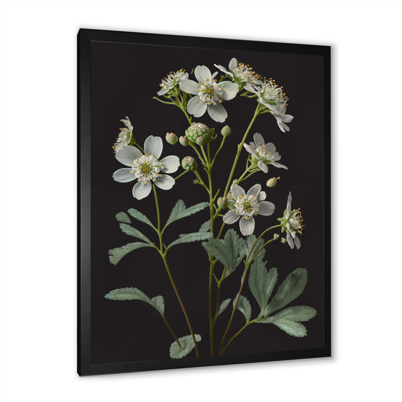 «Blossoming Diphylleia Grayi on Black I», reproduction sur toile, Cadre photo noir, H 20 po x l 12 po x P 1 po