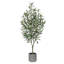4' Fruitless Olive Tree in Pot