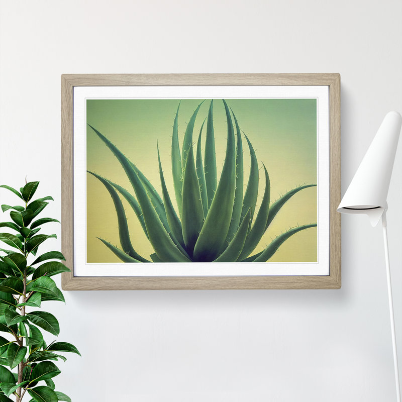 Showstopping Aloe Vera Plant - Framed Print, 46cm H x 64cm W x 2cm D, Oak