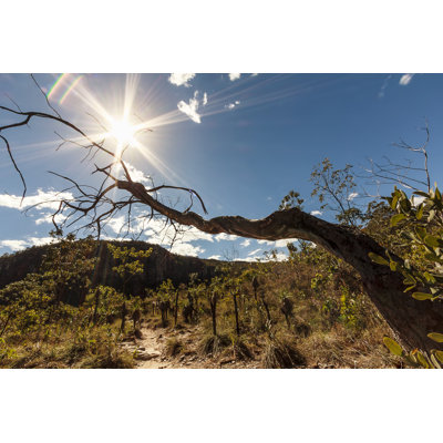 Dry tree 838934288