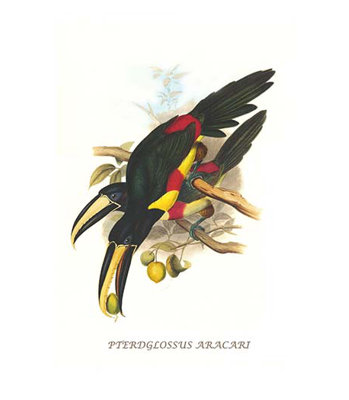 " Black-Necked Aracari " by John Gould
