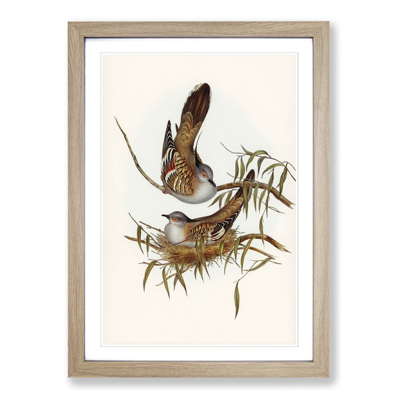 Crested Pigeons by Elizabeth Gould - Framed Print, 48cm H x 36cm W x 2cm D, Oak Framed